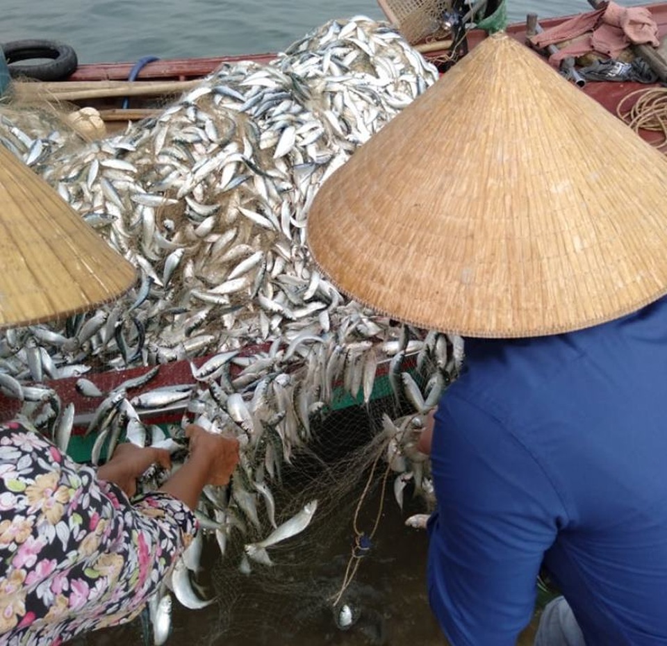 Trúng mẻ cá khủng 100 tấn ngày đầu năm, thu về gần 6 tỷ đồng - 5 Trúng mẻ cá khủng 100 tấn ngày đầu năm, thu về gần 6 tỷ đồng - 5