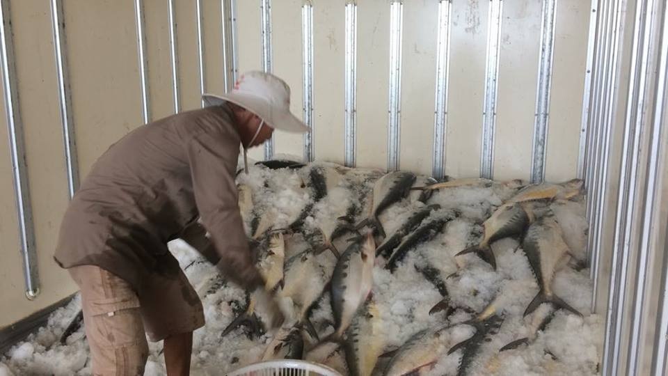 Mẻ cá bè “khủng” hơn 100 tấn của ngư dân Quảng Trị trị giá bao nhiêu? - 4 Mẻ cá bè “khủng” hơn 100 tấn của ngư dân Quảng Trị trị giá bao nhiêu? - 4