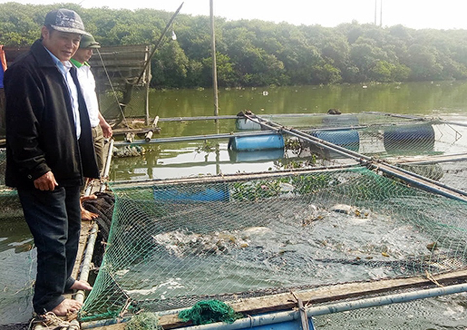 Thu tiền tỷ nhờ nuôi cá lồng bè, người dân xóm chài kéo dài ngày Tết - 2 Thu tiền tỷ nhờ nuôi cá lồng bè, người dân xóm chài kéo dài ngày Tết - 2