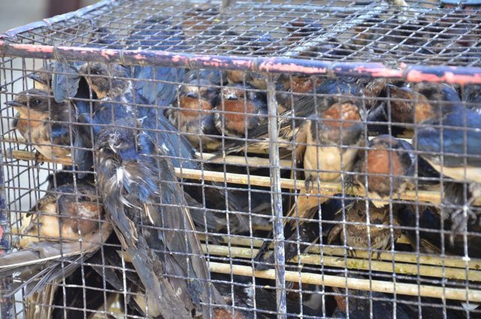 Sai lầm nhiều người mắc khi thực hiện lễ phóng sinh đầu năm mới - 1 Sai lầm nhiều người mắc khi thực hiện lễ phóng sinh đầu năm mới - 1