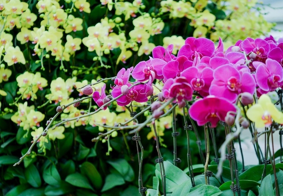 Ninh Bình: Thung lũng hoa 15ha khoe sắc - 14 Ninh Bình: Thung lũng hoa 15ha khoe sắc - 14