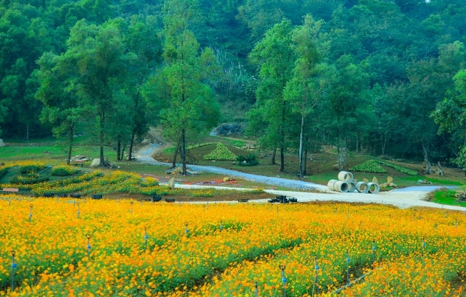 Ninh Bình: Thung lũng hoa 15ha khoe sắc - 5 Ninh Bình: Thung lũng hoa 15ha khoe sắc - 5