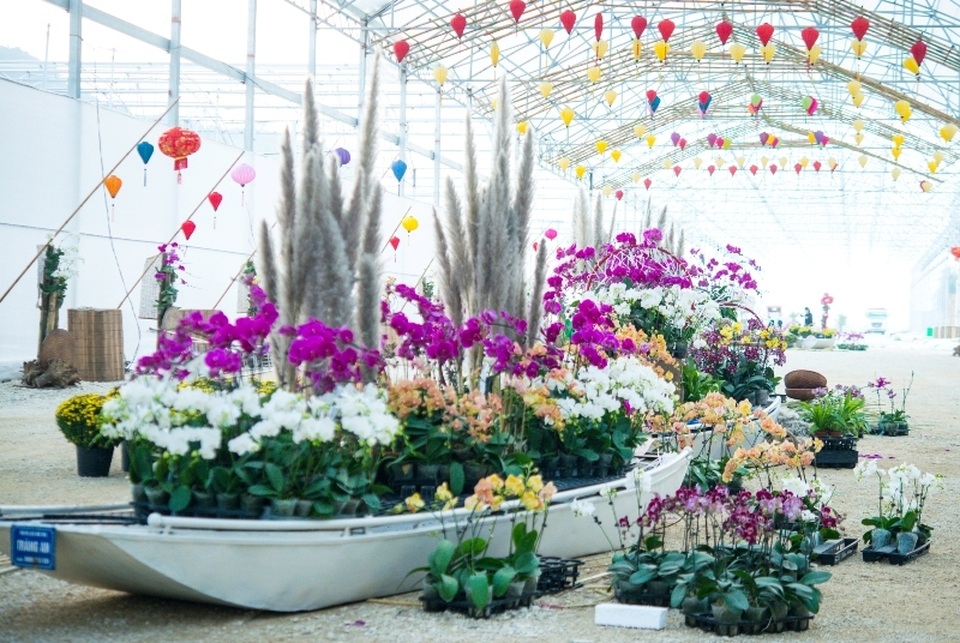 Ninh Bình: Thung lũng hoa 15ha khoe sắc - 8 Ninh Bình: Thung lũng hoa 15ha khoe sắc - 8