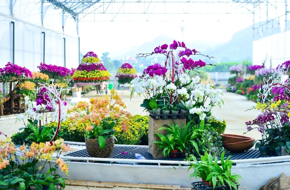 Ninh Bình: Thung lũng hoa 15ha khoe sắc - 10 Ninh Bình: Thung lũng hoa 15ha khoe sắc - 10