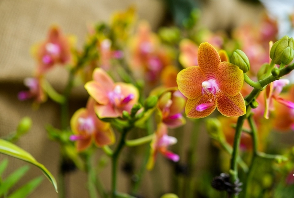 Ninh Bình: Thung lũng hoa 15ha khoe sắc - 16 Ninh Bình: Thung lũng hoa 15ha khoe sắc - 16