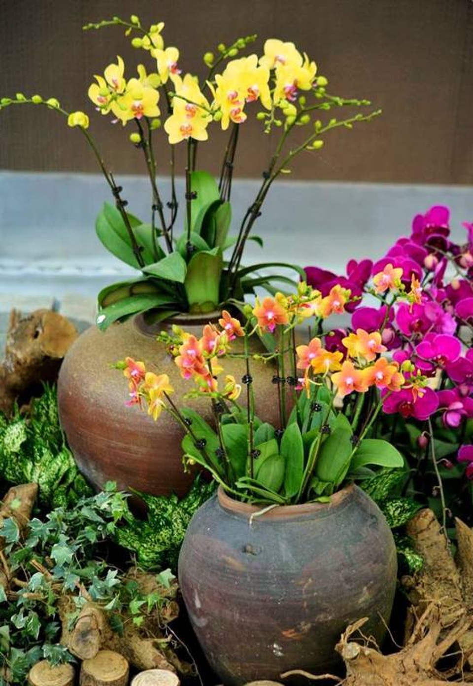 Ninh Bình: Thung lũng hoa 15ha khoe sắc - 15 Ninh Bình: Thung lũng hoa 15ha khoe sắc - 15