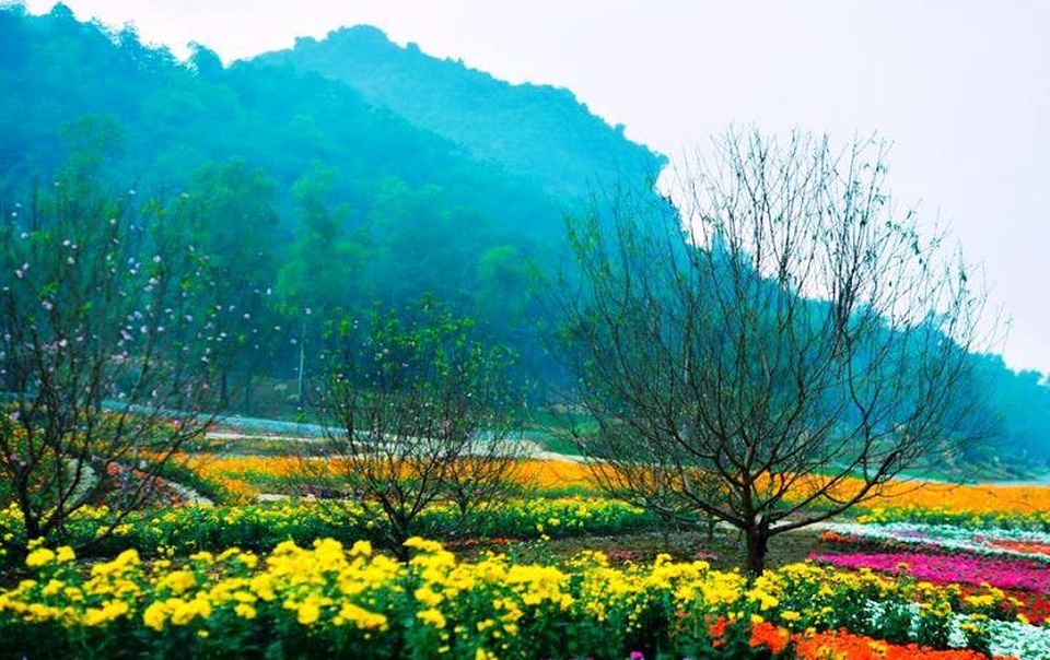 Ninh Bình: Thung lũng hoa 15ha khoe sắc - 4 Ninh Bình: Thung lũng hoa 15ha khoe sắc - 4