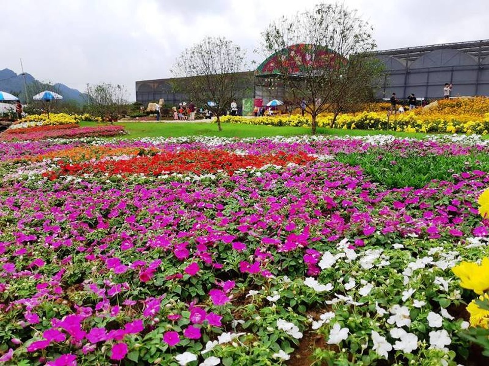 Ninh Bình: Thung lũng hoa 15ha khoe sắc - 2 Ninh Bình: Thung lũng hoa 15ha khoe sắc - 2