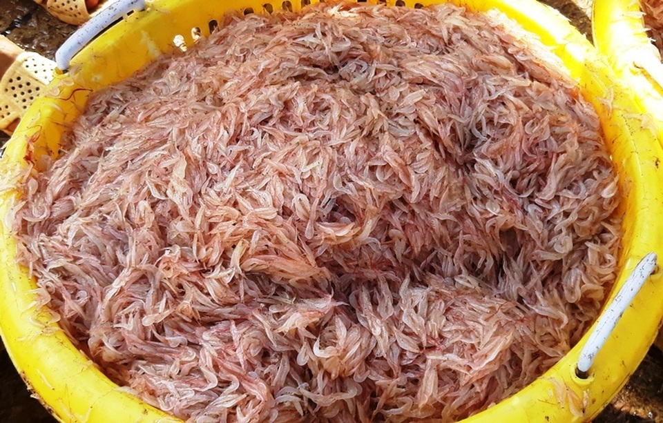 Ngư dân Bình Định trúng lớn “lộc biển”, kiếm tiền triệu chỉ vài giờ - 8 Ngư dân Bình Định trúng lớn “lộc biển”, kiếm tiền triệu chỉ vài giờ - 8