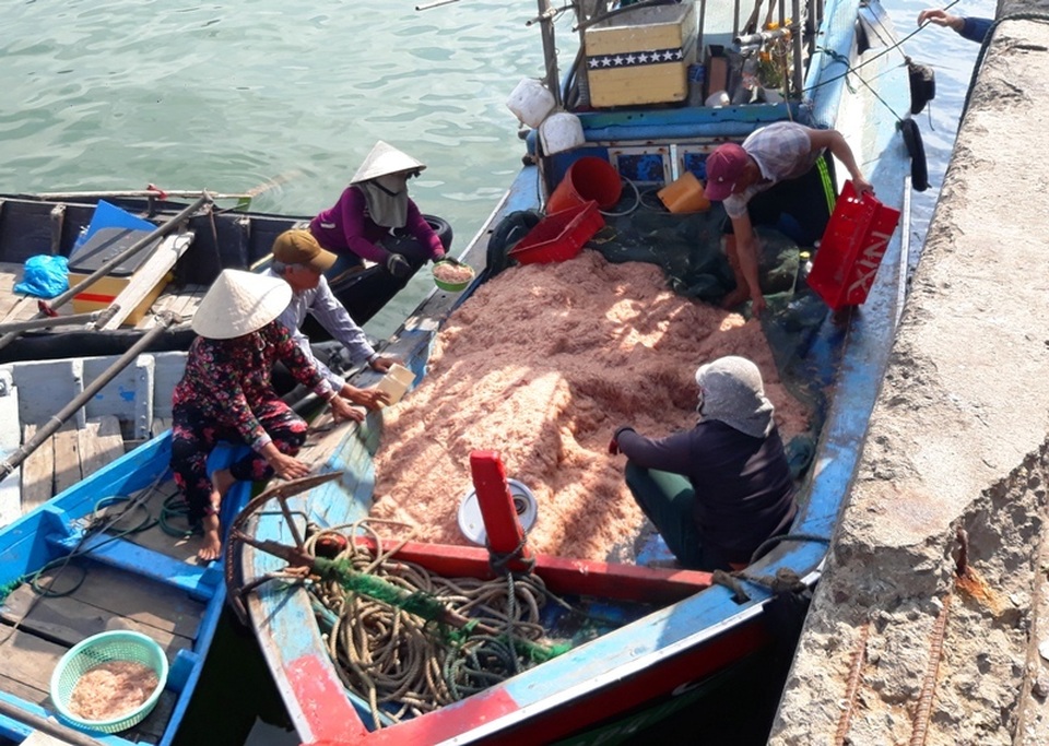 Ngư dân Bình Định trúng lớn “lộc biển”, kiếm tiền triệu chỉ vài giờ - 2 Ngư dân Bình Định trúng lớn “lộc biển”, kiếm tiền triệu chỉ vài giờ - 2