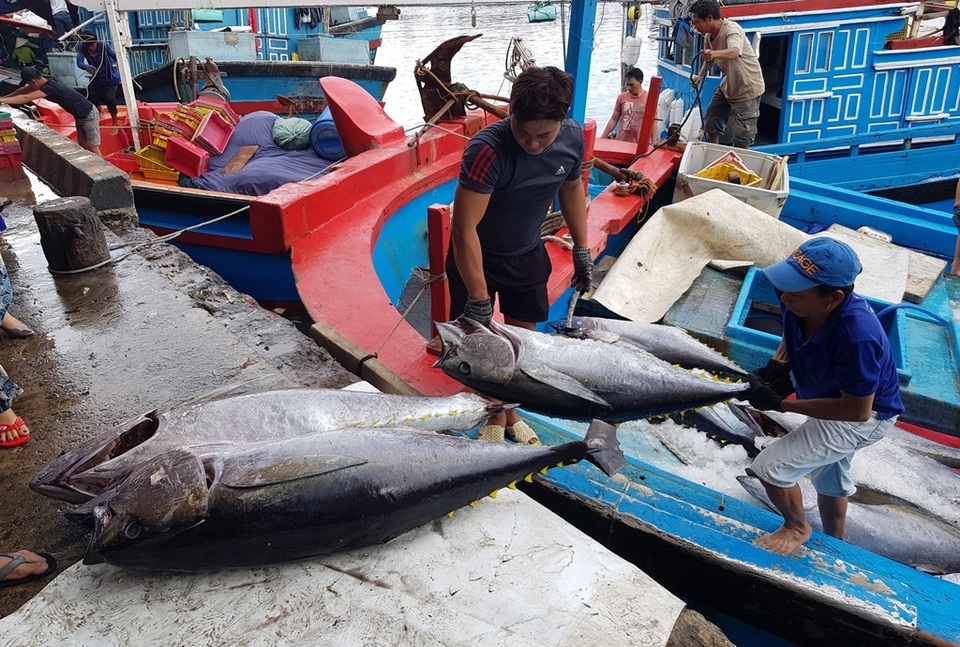 Khánh Hòa: Bỏ Tết để đi biển, ngư dân được lộc khủng đầu năm - 8 Khánh Hòa: Bỏ Tết để đi biển, ngư dân được lộc khủng đầu năm - 8