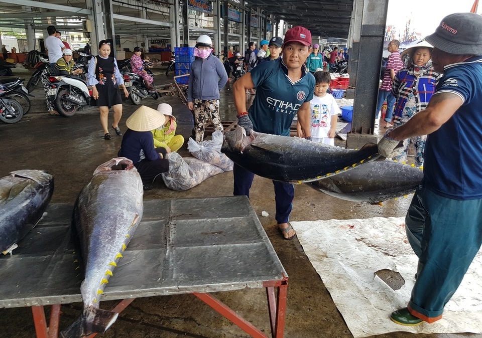 Khánh Hòa: Bỏ Tết để đi biển, ngư dân được lộc khủng đầu năm - 9 Khánh Hòa: Bỏ Tết để đi biển, ngư dân được lộc khủng đầu năm - 9