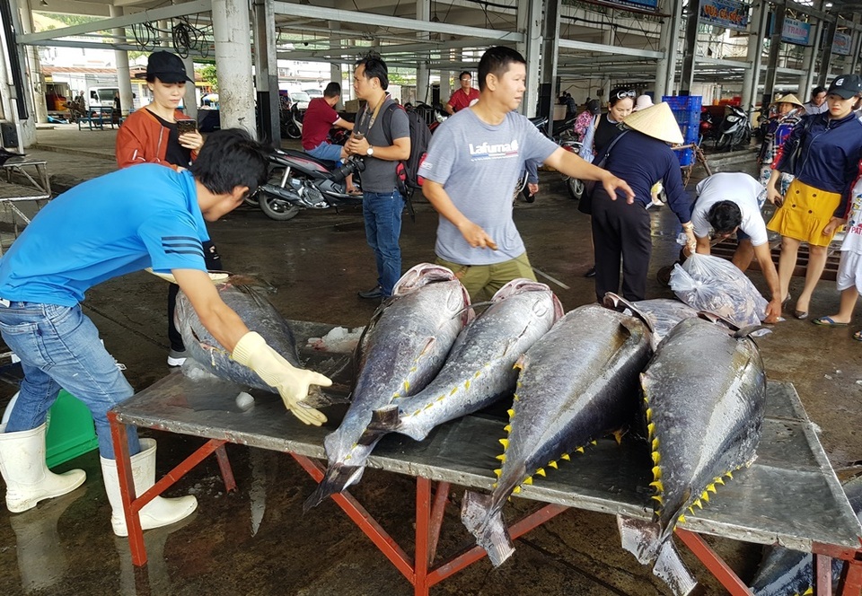 Khánh Hòa: Bỏ Tết để đi biển, ngư dân được lộc khủng đầu năm - 1 Khánh Hòa: Bỏ Tết để đi biển, ngư dân được lộc khủng đầu năm - 1