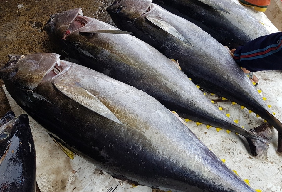 Khánh Hòa: Bỏ Tết để đi biển, ngư dân được lộc khủng đầu năm - 2 Khánh Hòa: Bỏ Tết để đi biển, ngư dân được lộc khủng đầu năm - 2