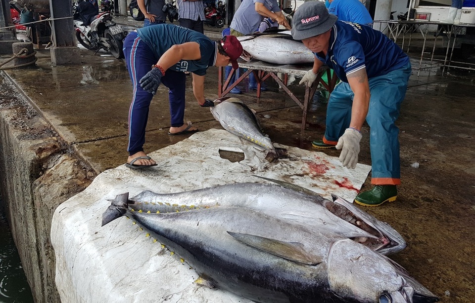 Khánh Hòa: Bỏ Tết để đi biển, ngư dân được lộc khủng đầu năm - 3 Khánh Hòa: Bỏ Tết để đi biển, ngư dân được lộc khủng đầu năm - 3