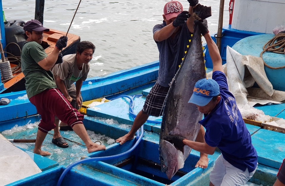 Khánh Hòa: Bỏ Tết để đi biển, ngư dân được lộc khủng đầu năm - 7 Khánh Hòa: Bỏ Tết để đi biển, ngư dân được lộc khủng đầu năm - 7