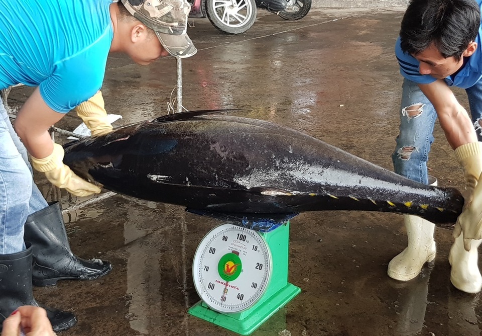 Khánh Hòa: Bỏ Tết để đi biển, ngư dân được lộc khủng đầu năm - 4 Khánh Hòa: Bỏ Tết để đi biển, ngư dân được lộc khủng đầu năm - 4