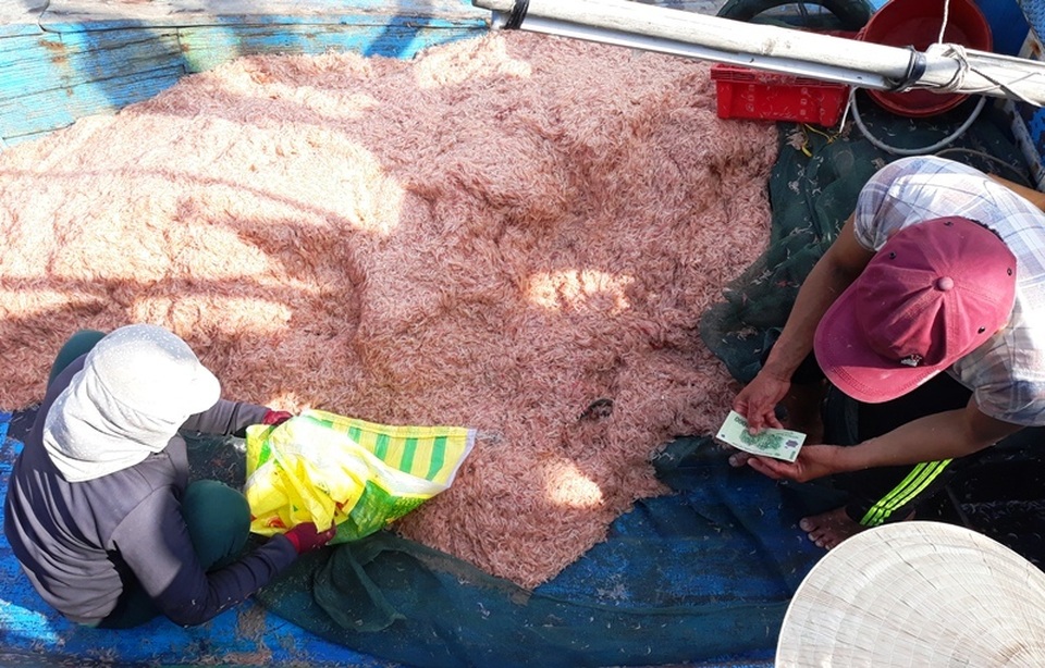 Ngư dân Bình Định trúng lớn “lộc biển”, kiếm tiền triệu chỉ vài giờ - 6 Ngư dân Bình Định trúng lớn “lộc biển”, kiếm tiền triệu chỉ vài giờ - 6