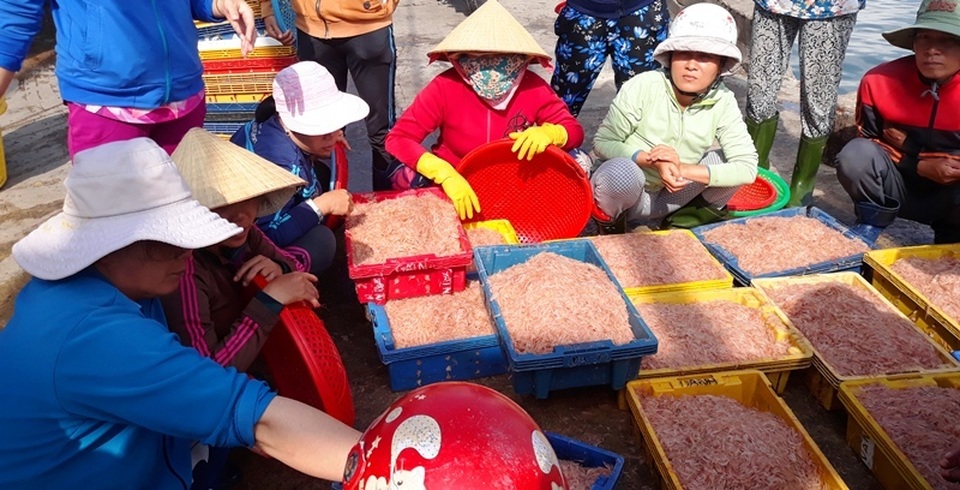 Ngư dân Bình Định trúng lớn “lộc biển”, kiếm tiền triệu chỉ vài giờ - 7 Ngư dân Bình Định trúng lớn “lộc biển”, kiếm tiền triệu chỉ vài giờ - 7