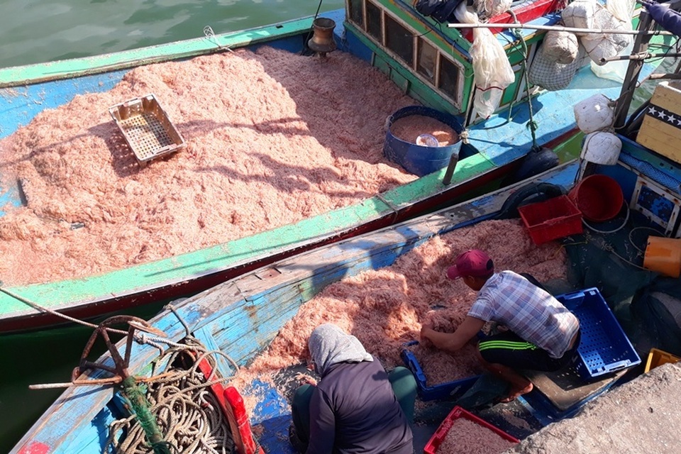 Ngư dân Bình Định trúng lớn “lộc biển”, kiếm tiền triệu chỉ vài giờ - 1 Ngư dân Bình Định trúng lớn “lộc biển”, kiếm tiền triệu chỉ vài giờ - 1