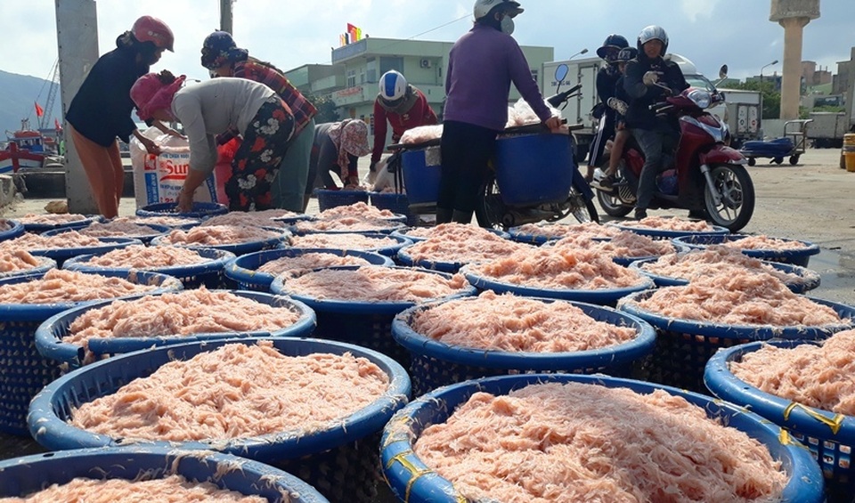 Ngư dân Bình Định trúng lớn “lộc biển”, kiếm tiền triệu chỉ vài giờ - 3 Ngư dân Bình Định trúng lớn “lộc biển”, kiếm tiền triệu chỉ vài giờ - 3