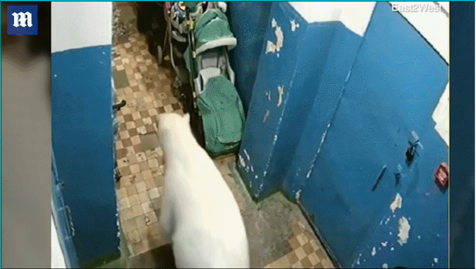 gau bac cuc.gif gau bac cuc.gif