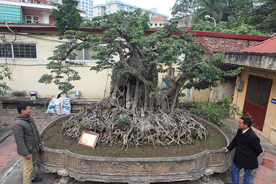Hai cây sanh “khủng” của doanh nhân bí ẩn ở Hà Nội - 1 Hai cây sanh “khủng” của doanh nhân bí ẩn ở Hà Nội - 1
