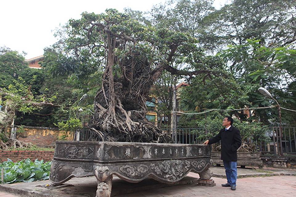 Hai cây sanh “khủng” của doanh nhân bí ẩn ở Hà Nội - 11..jpg Hai cây sanh “khủng” của doanh nhân bí ẩn ở Hà Nội - 11..jpg