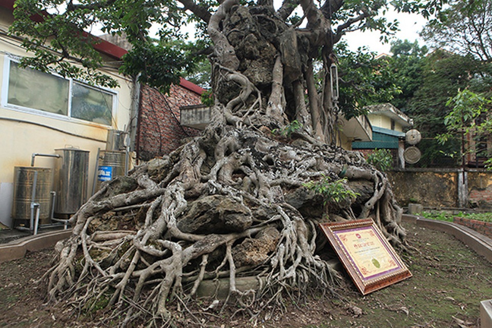 Hai cây sanh “khủng” của doanh nhân bí ẩn ở Hà Nội - 4..jpg Hai cây sanh “khủng” của doanh nhân bí ẩn ở Hà Nội - 4..jpg