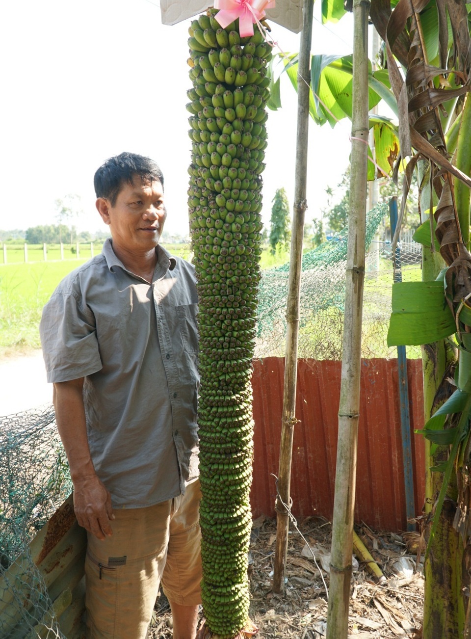 Quảng Ngãi: Độc đáo buồng chuối trên 100 nải, dài hơn 2m - 1 Quảng Ngãi: Độc đáo buồng chuối trên 100 nải, dài hơn 2m - 1