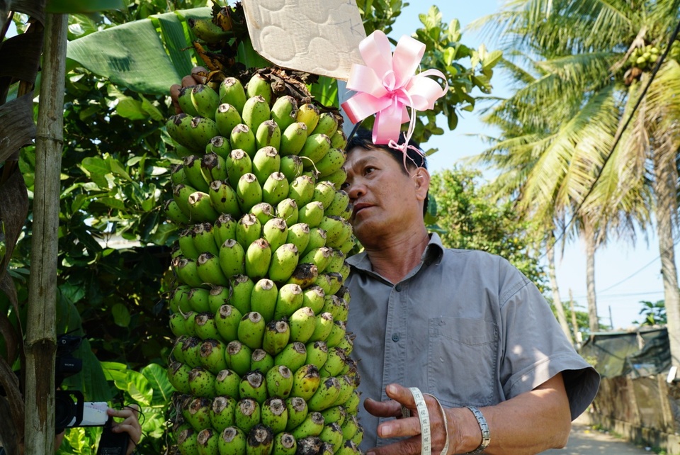 Quảng Ngãi: Độc đáo buồng chuối trên 100 nải, dài hơn 2m - 3 Quảng Ngãi: Độc đáo buồng chuối trên 100 nải, dài hơn 2m - 3