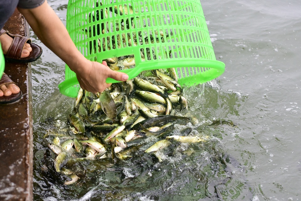 15.000 người chuyền tay phóng sinh hơn 10 tấn cá ở Hà Nội - 9 15.000 người chuyền tay phóng sinh hơn 10 tấn cá ở Hà Nội - 9