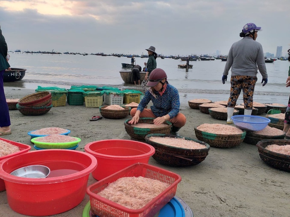 Ngư dân Đà Nẵng trúng đậm mùa ruốc biển đầu năm - 3 Ngư dân Đà Nẵng trúng đậm mùa ruốc biển đầu năm - 3