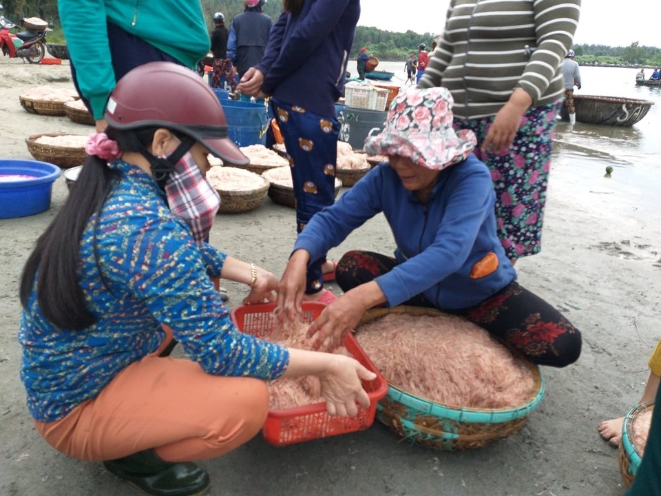 Ngư dân Đà Nẵng trúng đậm mùa ruốc biển đầu năm - 4 Ngư dân Đà Nẵng trúng đậm mùa ruốc biển đầu năm - 4