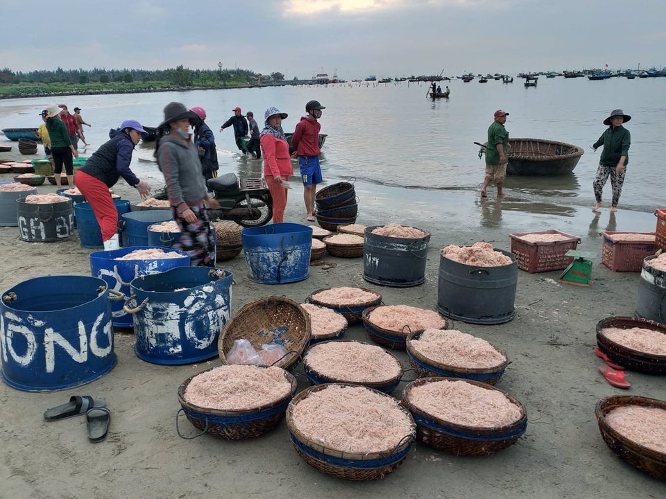 Ngư dân Đà Nẵng trúng đậm mùa ruốc biển đầu năm - 1 Ngư dân Đà Nẵng trúng đậm mùa ruốc biển đầu năm - 1