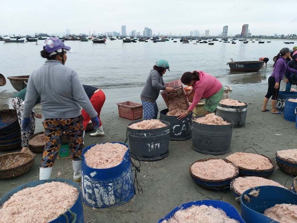 Ngư dân Đà Nẵng trúng đậm mùa ruốc biển đầu năm - 2 Ngư dân Đà Nẵng trúng đậm mùa ruốc biển đầu năm - 2