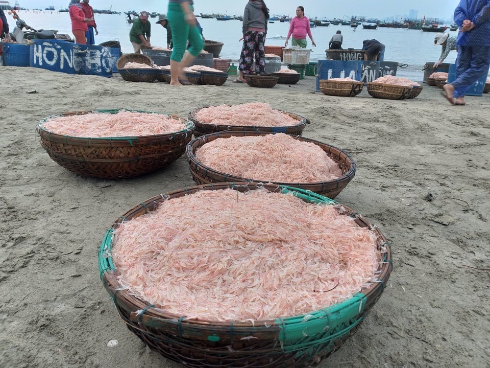 Ngư dân Đà Nẵng trúng đậm mùa ruốc biển đầu năm - 5 Ngư dân Đà Nẵng trúng đậm mùa ruốc biển đầu năm - 5