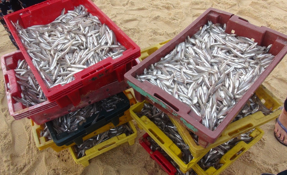 Ngư dân trúng đậm ngày mở biển, tàu về cá đầy khoang - 4 Ngư dân trúng đậm ngày mở biển, tàu về cá đầy khoang - 4