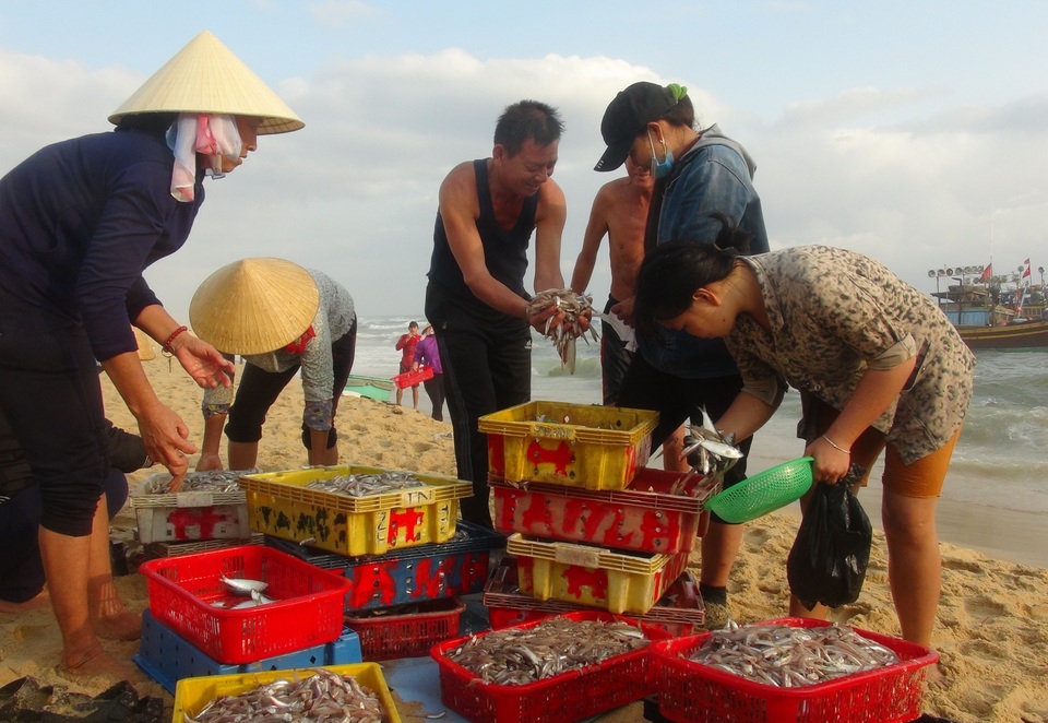 Ngư dân trúng đậm ngày mở biển, tàu về cá đầy khoang - 1 Ngư dân trúng đậm ngày mở biển, tàu về cá đầy khoang - 1