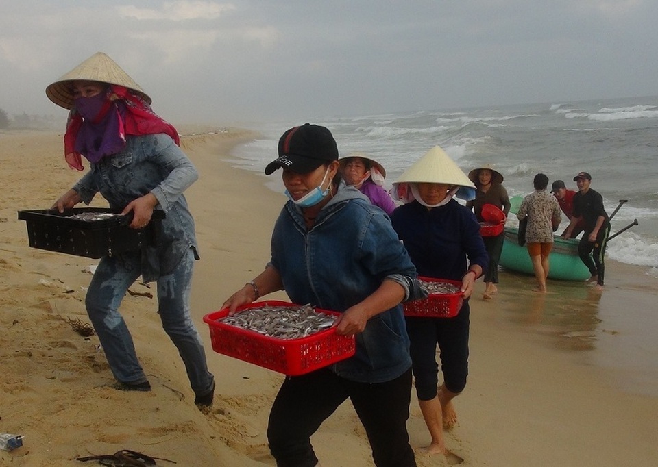 Ngư dân trúng đậm ngày mở biển, tàu về cá đầy khoang - 3 Ngư dân trúng đậm ngày mở biển, tàu về cá đầy khoang - 3