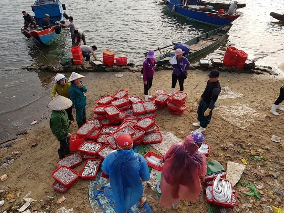 Ngư dân trúng đậm ngày mở biển, tàu về cá đầy khoang - 5 Ngư dân trúng đậm ngày mở biển, tàu về cá đầy khoang - 5