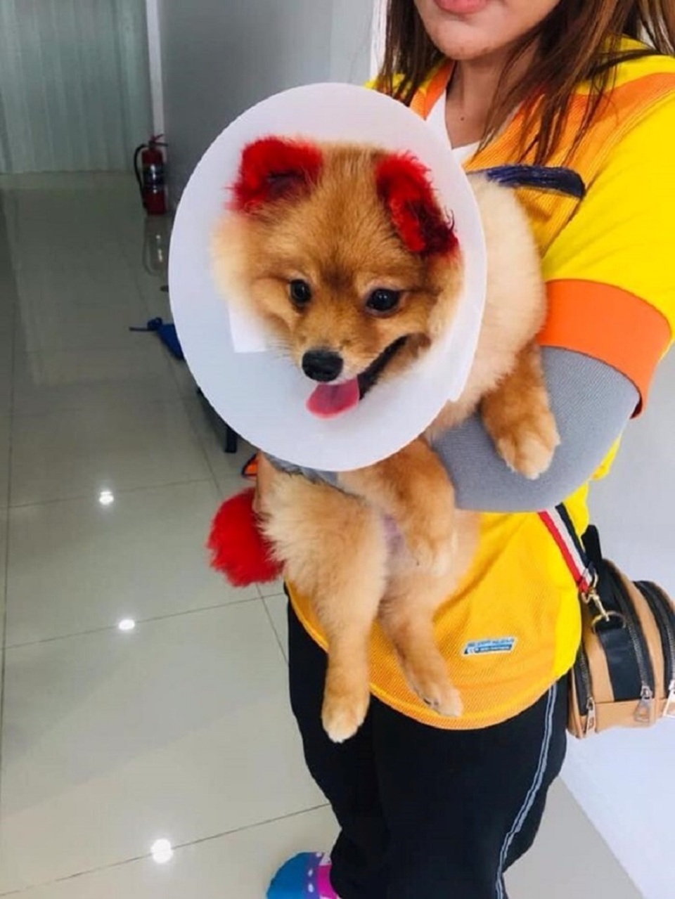 Dị ứng với thuốc nhuộm, chú chó rụng cả tai - 4 Dị ứng với thuốc nhuộm, chú chó rụng cả tai - 4