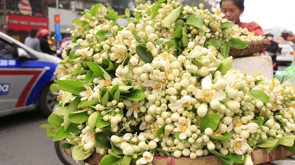 Đào phai, mai tàn, dân Hà thành chơi hoa bày đĩa nửa triệu/kg - 1 Đào phai, mai tàn, dân Hà thành chơi hoa bày đĩa nửa triệu/kg - 1