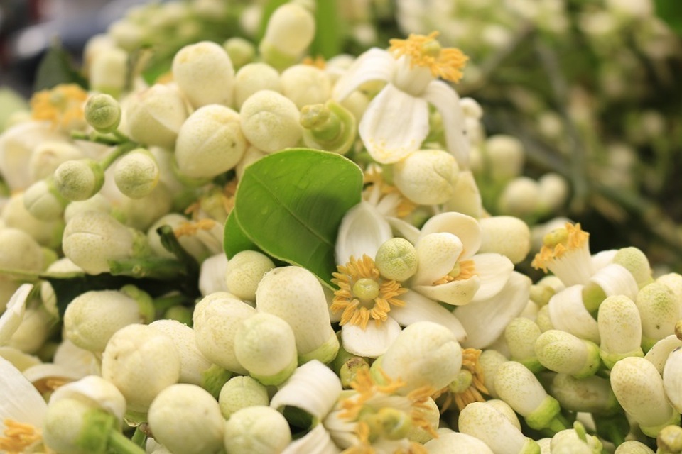 Đào phai, mai tàn, dân Hà thành chơi hoa bày đĩa nửa triệu/kg - 10 Đào phai, mai tàn, dân Hà thành chơi hoa bày đĩa nửa triệu/kg - 10