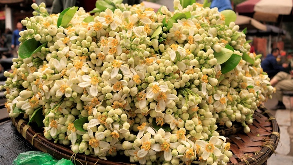 Đào phai, mai tàn, dân Hà thành chơi hoa bày đĩa nửa triệu/kg - 11 Đào phai, mai tàn, dân Hà thành chơi hoa bày đĩa nửa triệu/kg - 11