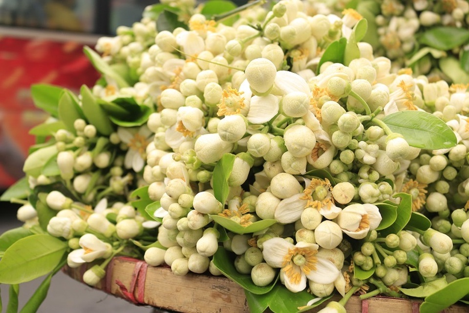 Đào phai, mai tàn, dân Hà thành chơi hoa bày đĩa nửa triệu/kg - 2 Đào phai, mai tàn, dân Hà thành chơi hoa bày đĩa nửa triệu/kg - 2