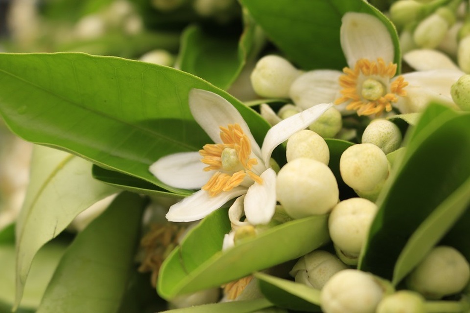 Đào phai, mai tàn, dân Hà thành chơi hoa bày đĩa nửa triệu/kg - 3 Đào phai, mai tàn, dân Hà thành chơi hoa bày đĩa nửa triệu/kg - 3