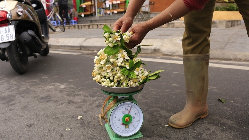 Đào phai, mai tàn, dân Hà thành chơi hoa bày đĩa nửa triệu/kg - 6 Đào phai, mai tàn, dân Hà thành chơi hoa bày đĩa nửa triệu/kg - 6