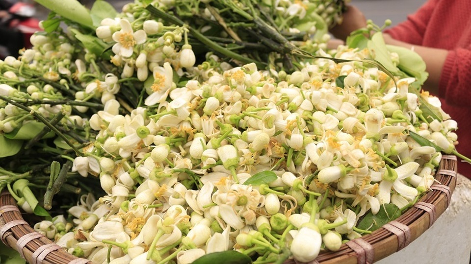 Đào phai, mai tàn, dân Hà thành chơi hoa bày đĩa nửa triệu/kg - 9 Đào phai, mai tàn, dân Hà thành chơi hoa bày đĩa nửa triệu/kg - 9