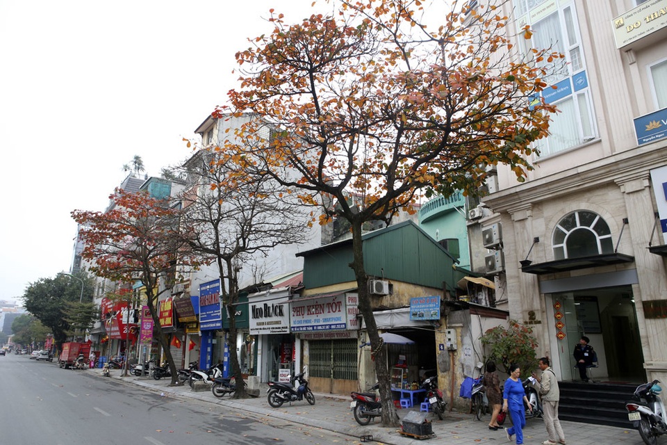 Ngắm Hà Nội đẹp đến nao lòng vào mùa cây thay lá - 4 Ngắm Hà Nội đẹp đến nao lòng vào mùa cây thay lá - 4